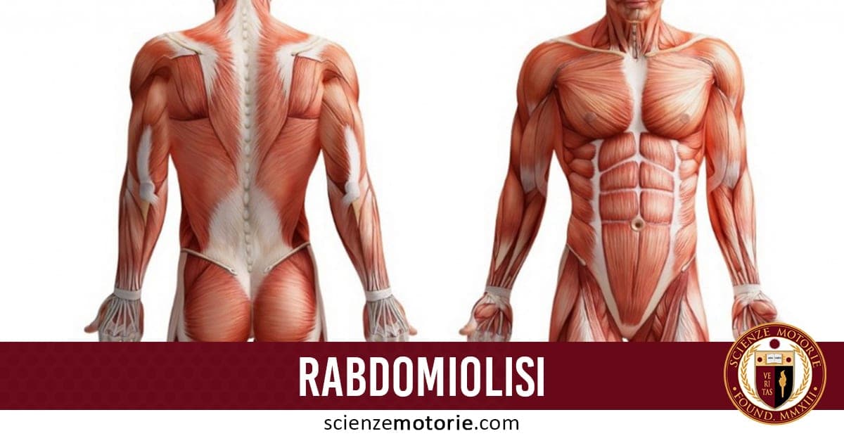 Illustrazione del sistema muscolare umano con vista frontale e dorsale, accompagnata dalla scritta “Rabdomiolisi” e dal logo di scienzemotorie.com.