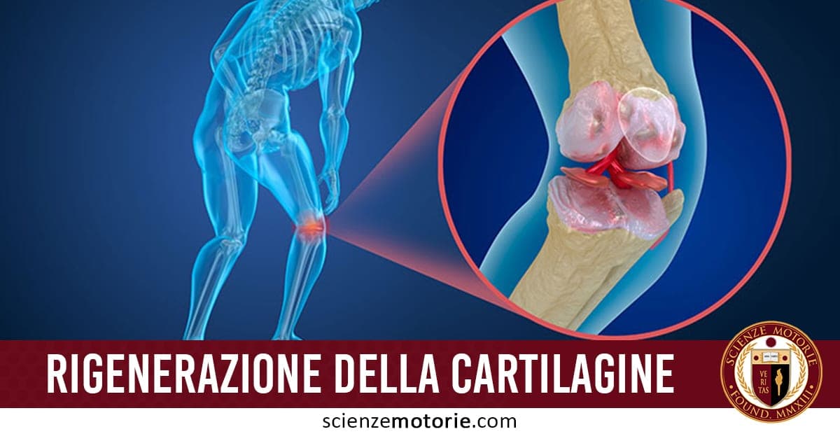 Rappresentazione grafica di scheletro umano piegato in avanti con punto luminoso sul ginocchio e illustrazione della cartilagine; scritta “RIGENERAZIONE DELLA CARTILAGINE” e logo Scienze Motorie.