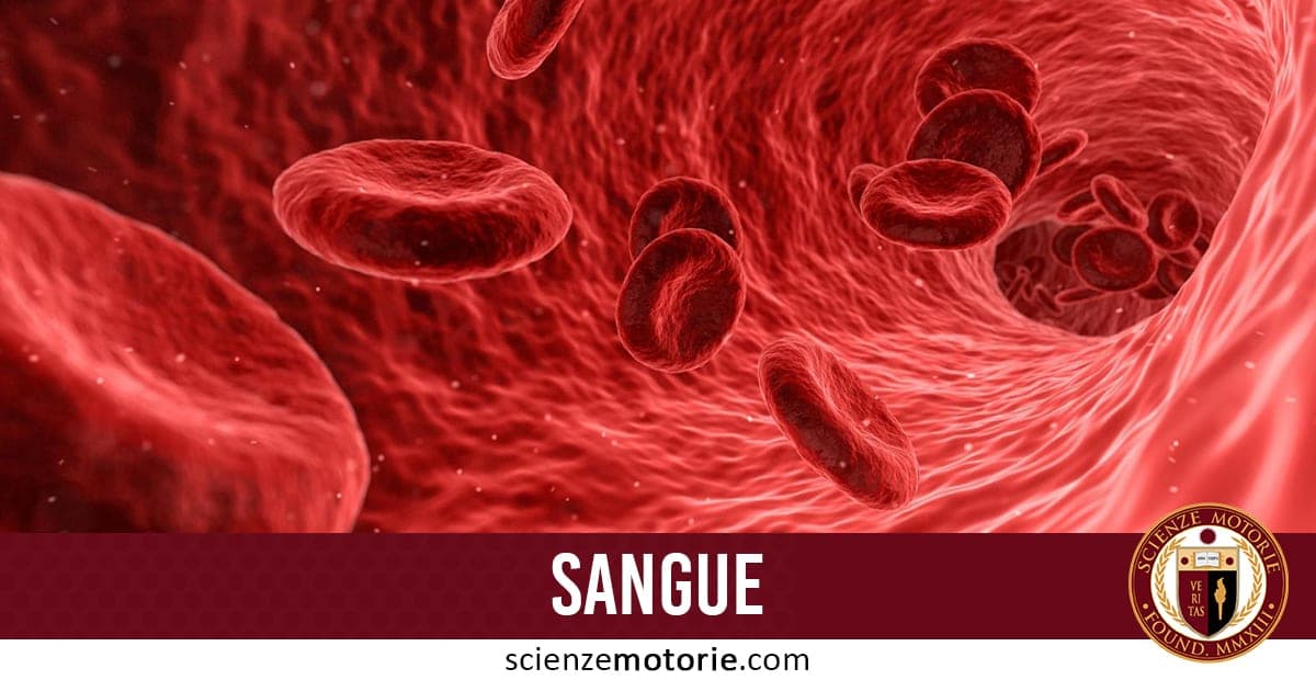 Illustrazione artistica di globuli rossi che fluiscono all’interno di un vaso sanguigno, con la scritta “SANGUE” e il logo Scienze Motorie nella parte inferiore.