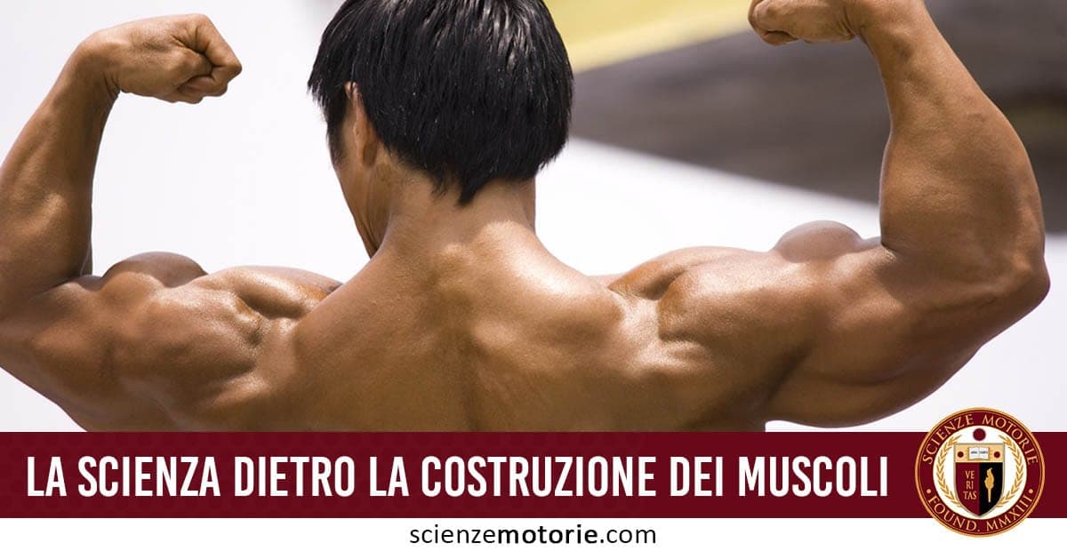 Persona di spalle che mostra i muscoli definiti di braccia e schiena, con scritta "La scienza dietro la costruzione dei muscoli" e logo Scienze Motorie.