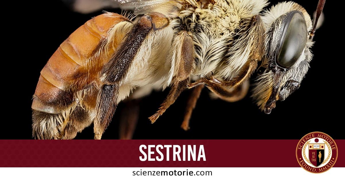 L’immagine mostra un primo piano dettagliato di un’ape, con capo, antenne, zampe e ali trasparenti ben visibili. Il corpo peloso presenta chiazze arancioni e nere. In basso, la barra con la scritta "SESTRINA" e il logo scienzemotorie.com indica il contesto scientifico.