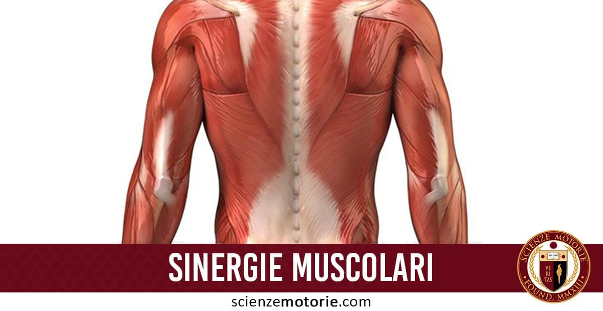 Illustrazione anatomica dei muscoli della schiena umana con didascalia "SINERGIE MUSCOLARI" e logo Scienze Motorie sul lato.