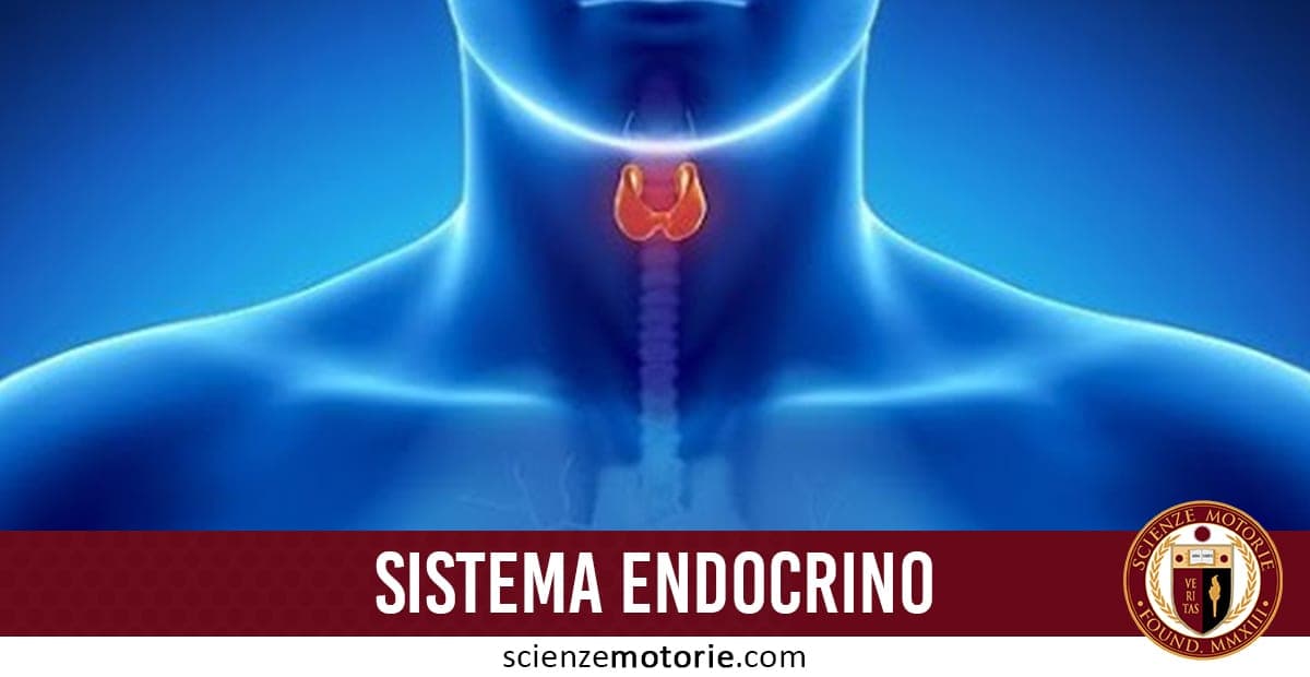 Illustrazione stilizzata della ghiandola tiroidea, evidenziata in rosso, al centro del collo umano, con riferimento al sistema endocrino.