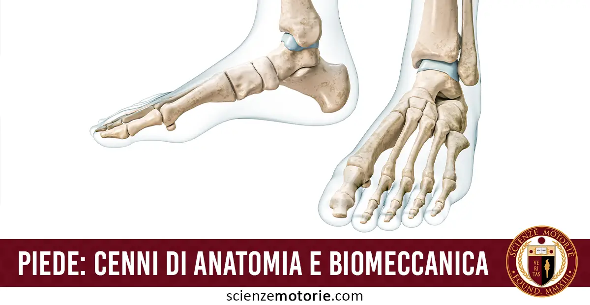 Illustrazione anatomica del piede umano con scheletro in vista laterale e plantare su sfondo bianco, immagine educativa di anatomia del piede.
