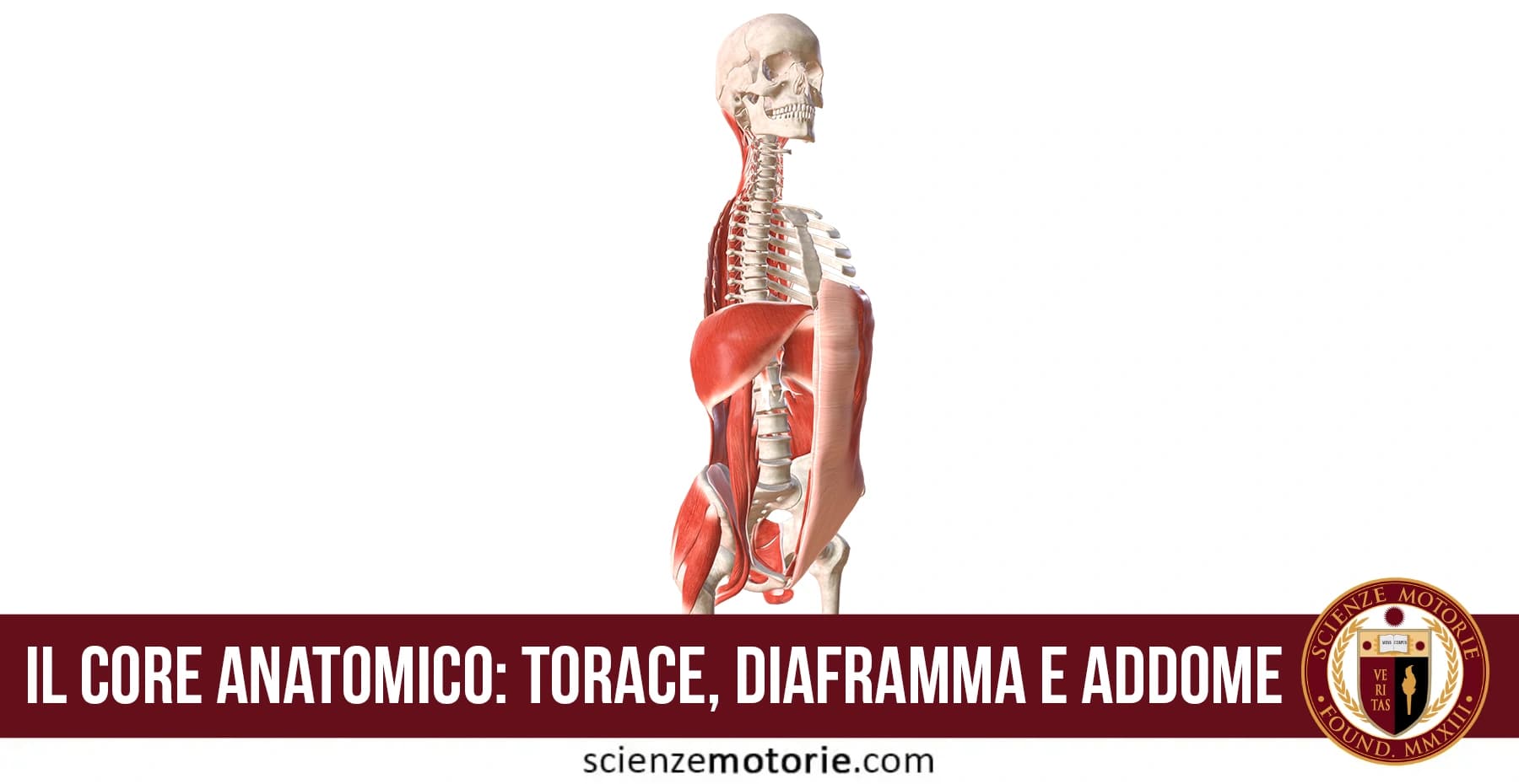 Illustrazione anatomica 3D del tronco umano con scheletro e muscoli del core evidenziati, titolo e logo Scienze Motorie.