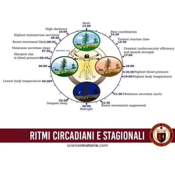 Diagramma dei ritmi circadiani e stagionali con l’Uomo Vitruviano al centro, le quattro stagioni e annotazioni delle funzioni biologiche nelle 24 ore.