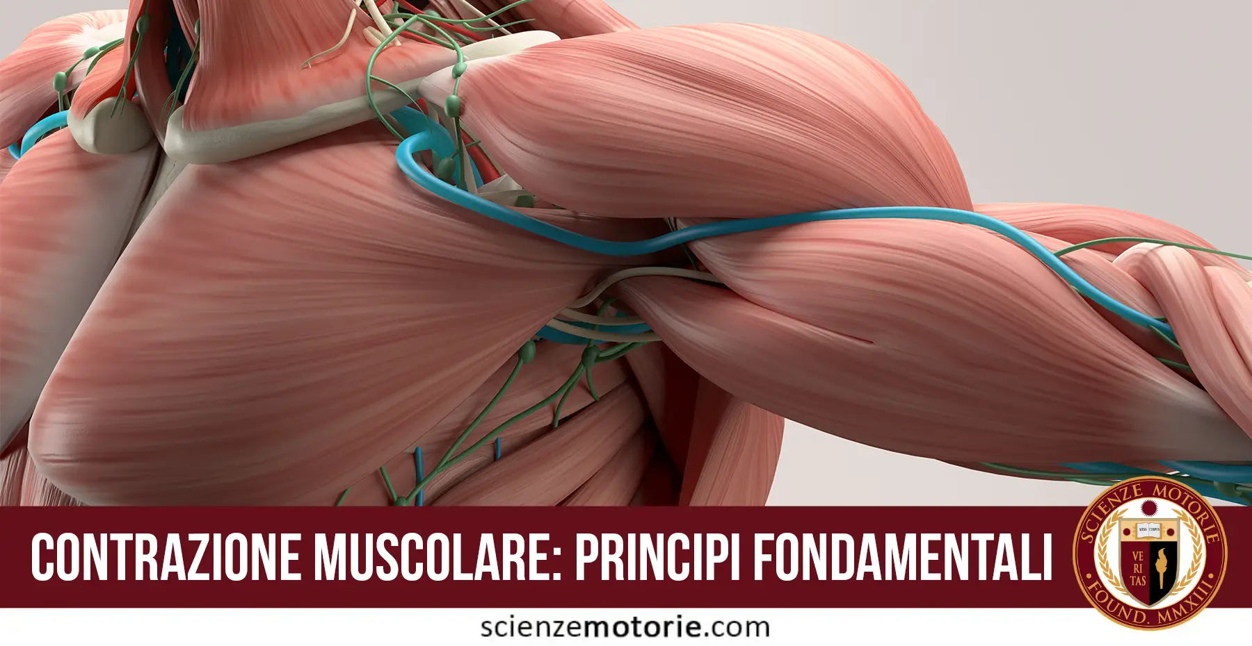 Illustrazione didattica del sistema muscolare umano con muscoli in rosa e bianco, arterie e nervi evidenziati in blu, titolo "Contrazione Muscolare: Principi Fondamentali".