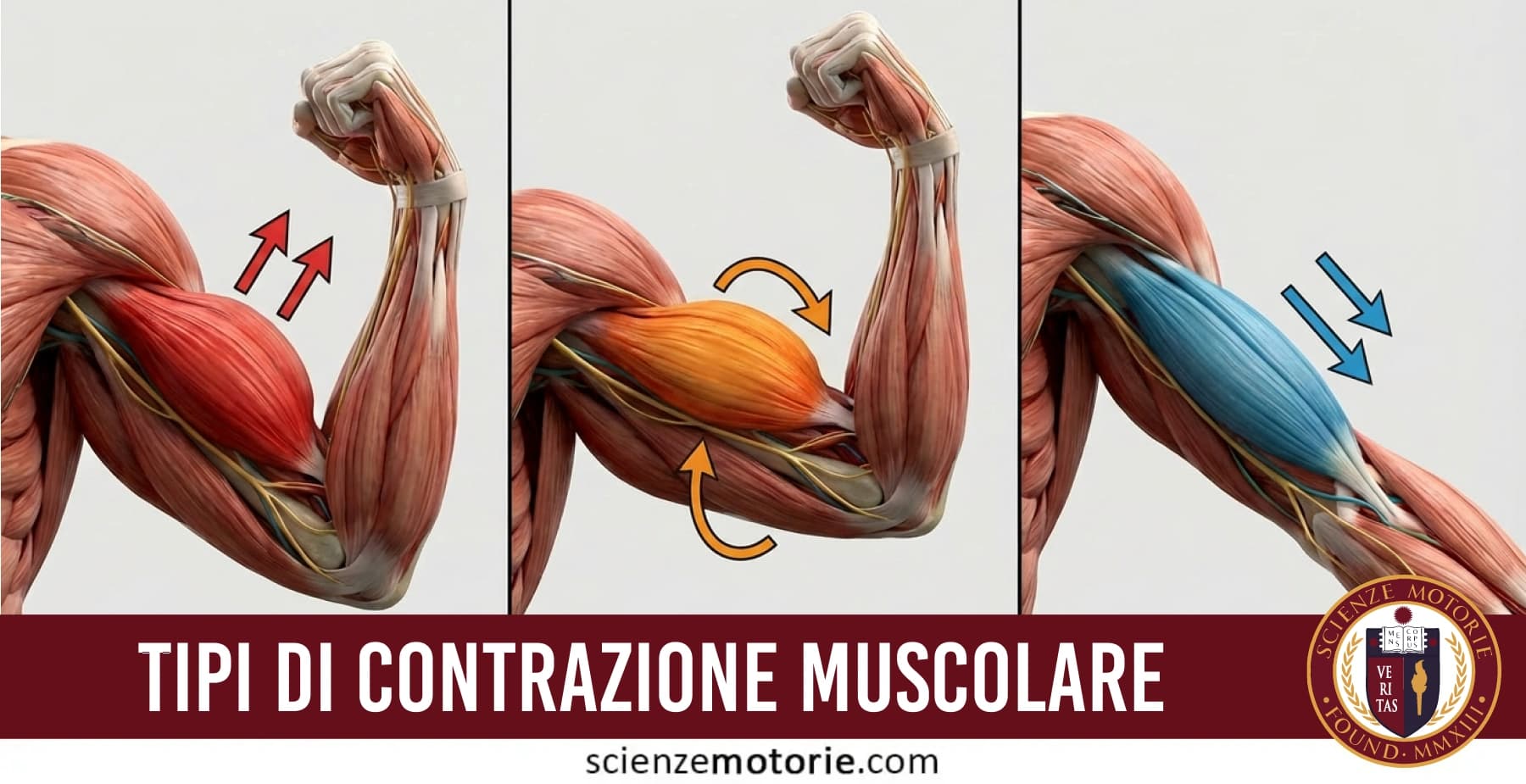 Diagramma didattico che illustra i tre tipi di contrazione muscolare: isometrica (muscolo attivo senza accorciarsi), concentrica (muscolo si accorcia vincendo la resistenza) ed eccentrica (muscolo si allunga sotto resistenza), con analogia della bilancia e illustrazioni anatomiche.