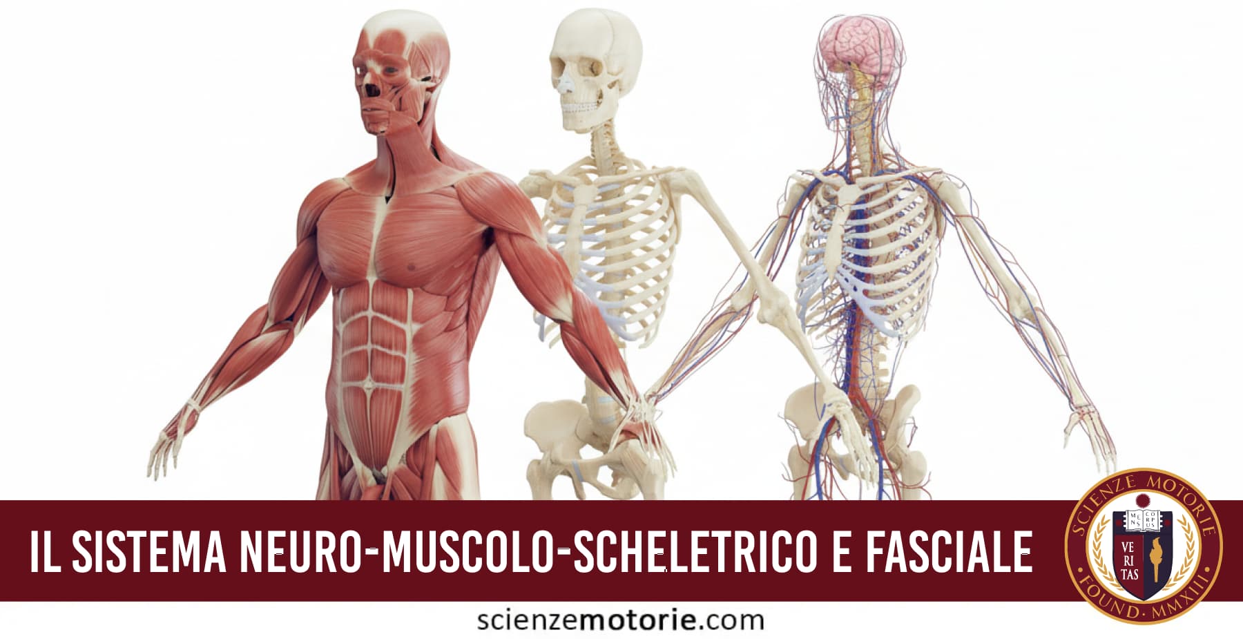 Rappresentazione dei sistemi muscolare, scheletrico e nervoso integrati nel corpo umano