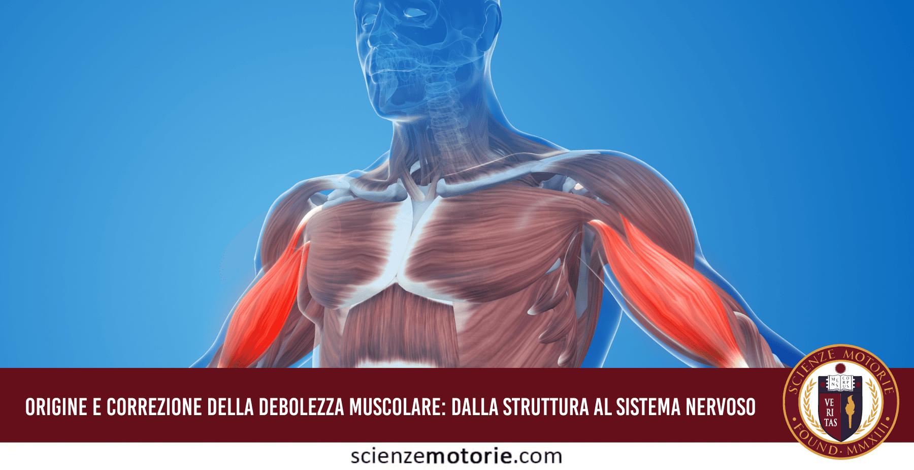 Esecuzione del Manual Muscle Testing (MMT) per la valutazione funzionale della forza e dell'inibizione neurologica muscolare.