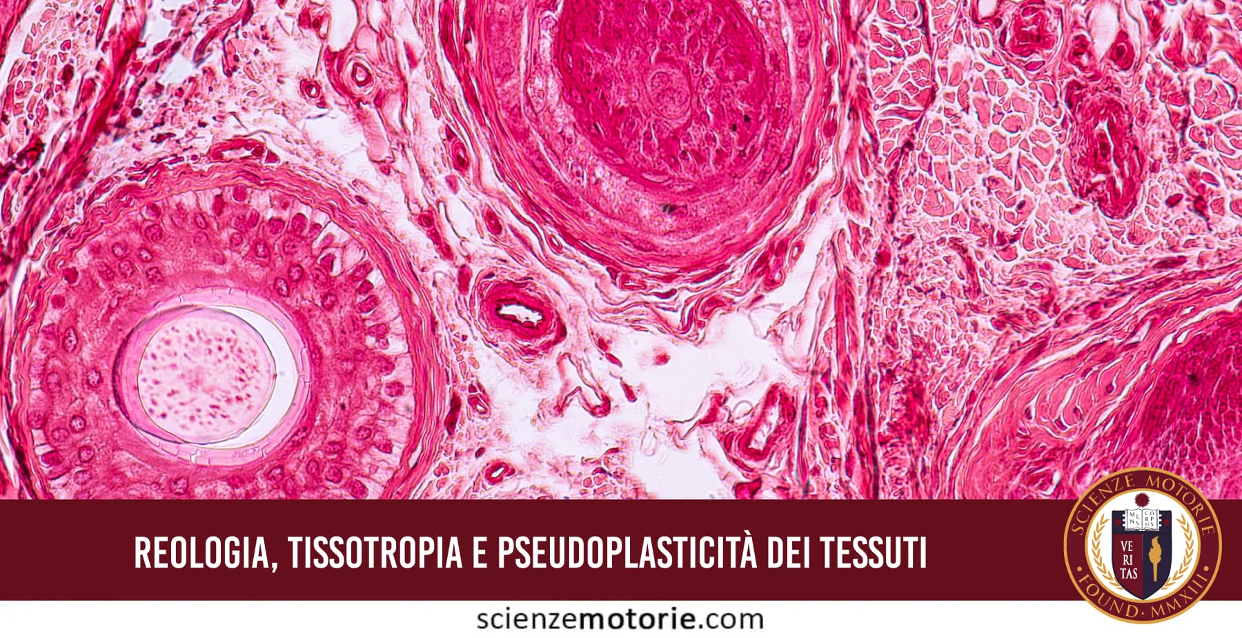 Rappresentazione del comportamento tissotropico del liquido sinoviale e della fascia muscolare durante il movimento