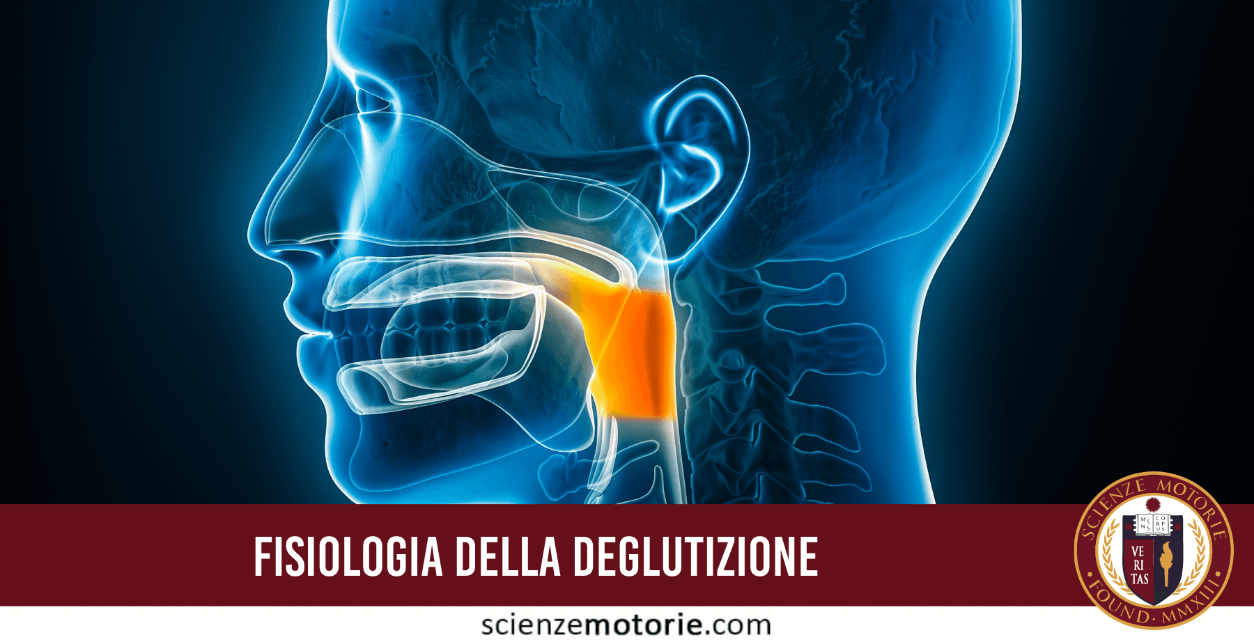 Fisiologia della deglutizione