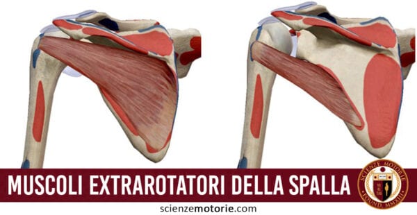 muscoli extrarotatori della spalla