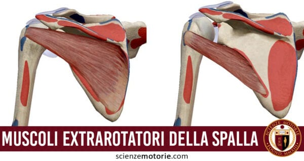 muscoli extrarotatori della spalla