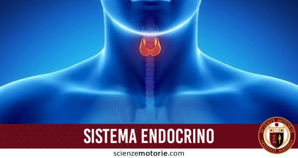 sistema endocrino