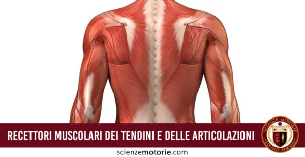 Recettori muscolari dei tendini e delle articolazioni