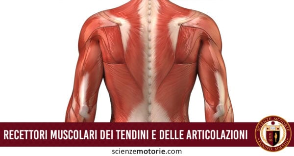 Recettori muscolari dei tendini e delle articolazioni