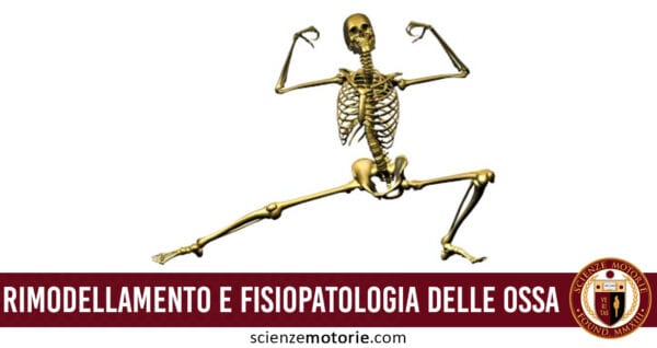 Rimodellamento e Fisiopatologia delle ossa