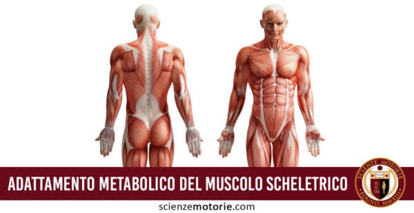 adattamento metabolico del muscolo scheletrico