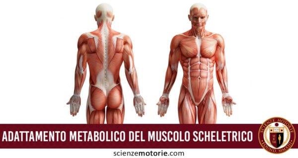 adattamento metabolico del muscolo scheletrico