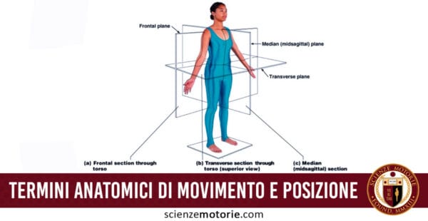 Termini Anatomici di Movimento e Posizione