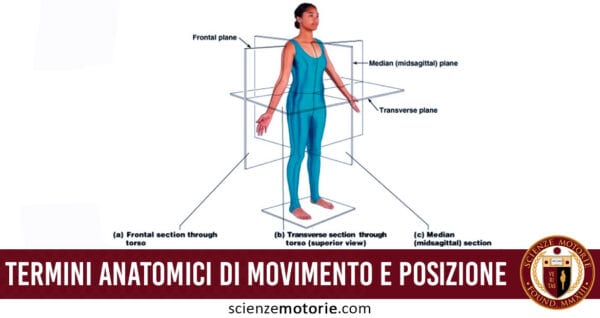 Termini Anatomici di Movimento e Posizione