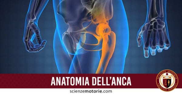 anatomia dell'anca