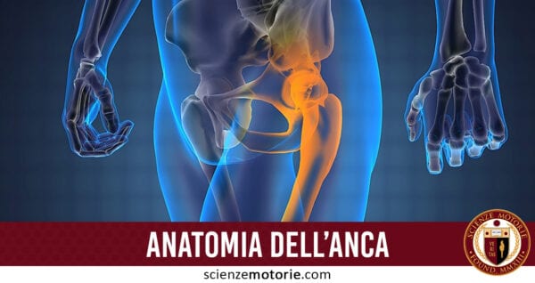 anatomia dell'anca