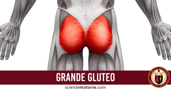 grande gluteo