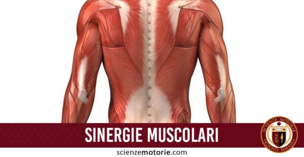 sinergie muscolari