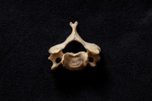 Colonna Vertebrale, fisiologia
