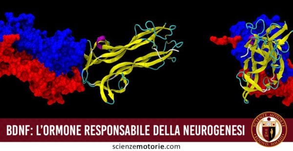 ormone neurogenesi