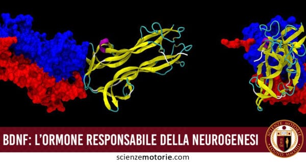 ormone neurogenesi