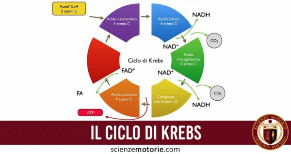 Il Ciclo di Krebs