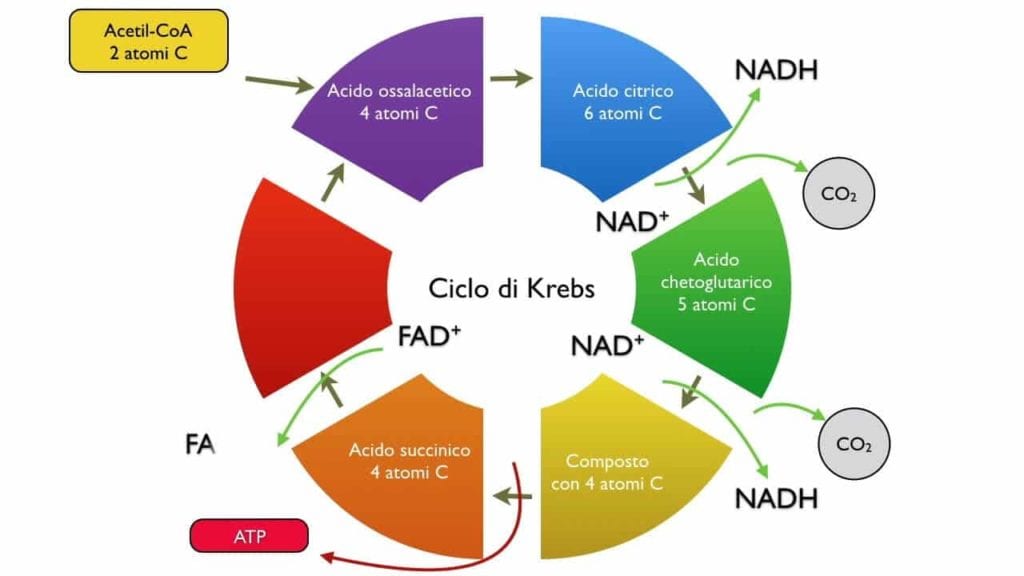 ciclo di krebs