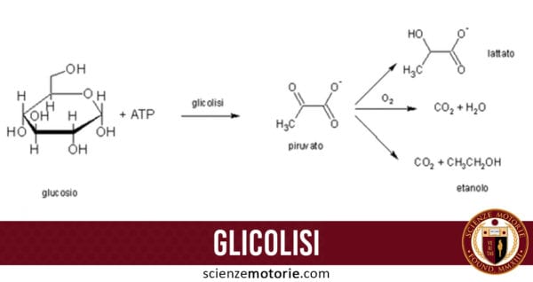 glicolisi