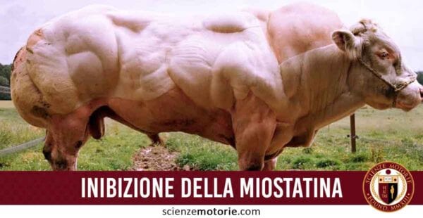 inibizione miostatina