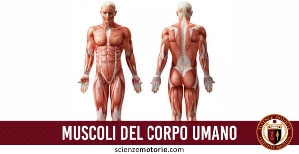 muscoli corpo umano
