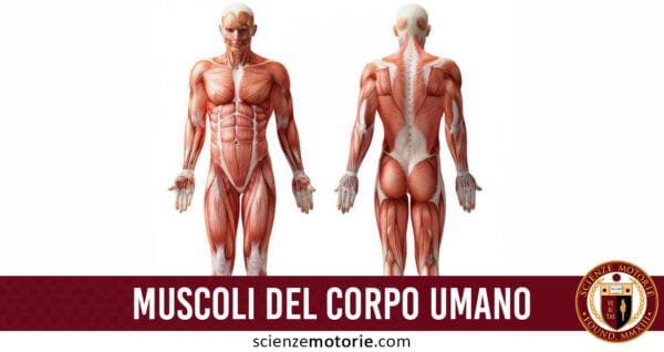 muscoli corpo umano