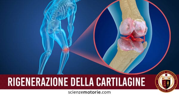 rigenerazione cartilagine