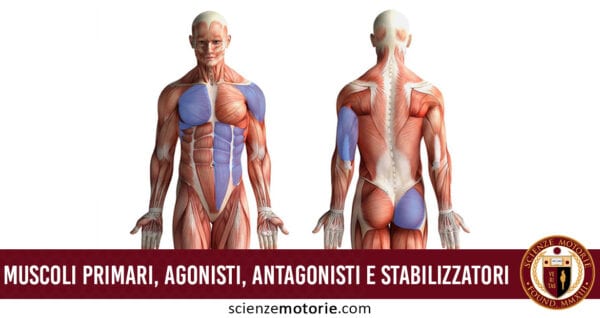 Muscoli Primari, Agonisti, Antagonisti e Stabilizzatori