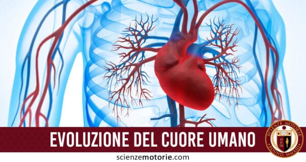 evoluzione cuore umano