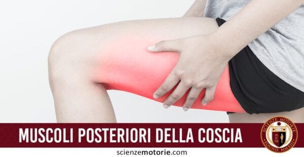 muscoli posteriori della coscia