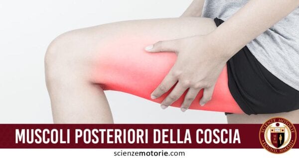 muscoli posteriori della coscia