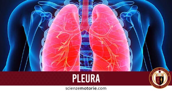 pleura