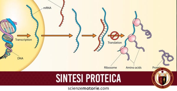 sintesi proteica