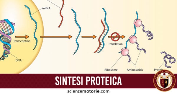 sintesi proteica