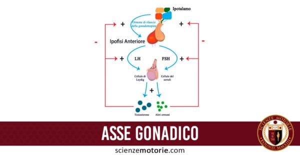 asse gonadico