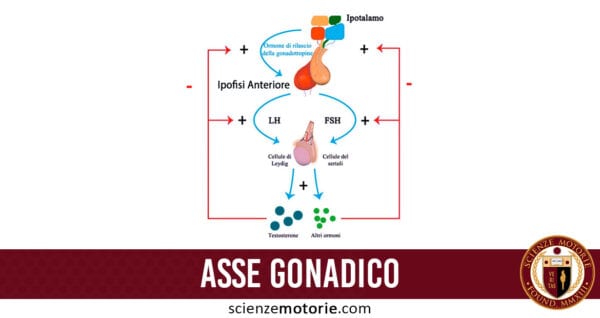 asse gonadico