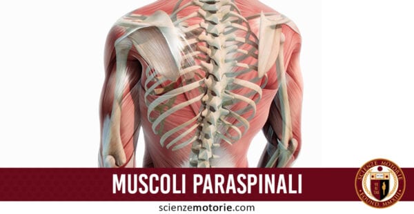 muscoli paraspinali